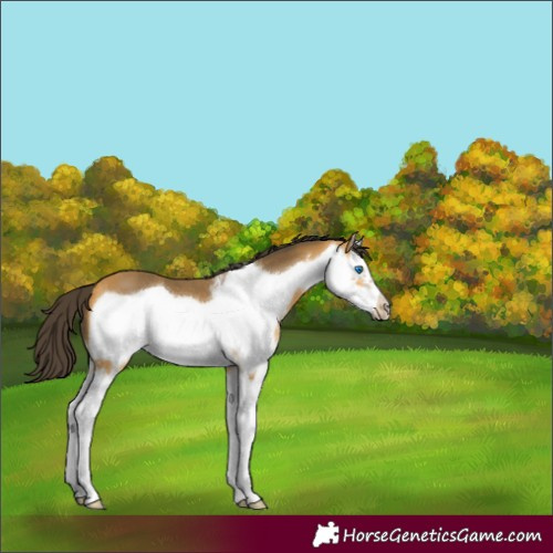Horse Color:Buckskin Sabino Splash Frame 