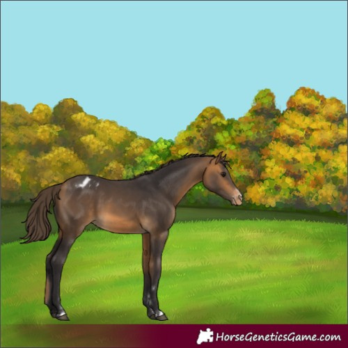 Horse Color:Buckskin Appaloosa