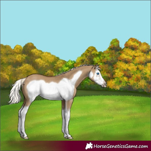 Horse Color:Chocolate Palomino Dun Splash Frame 