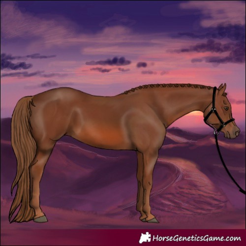 Horse Color:Chestnut 