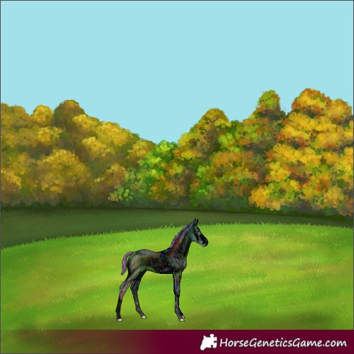 Horse Color:ERROR: UNKNOWN ANOMALY