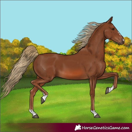 Horse Color:Chestnut 