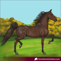 Horse Color:Liver Chestnut  and Liver Chestnut 