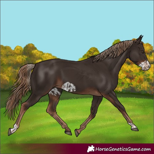 Horse Color:Liver Chestnut  and Liver Chestnut Frame 