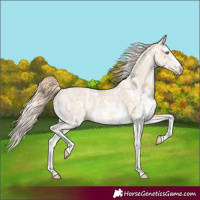 Horse Color:Perlino Sabino and Perlino Sabino