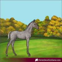 Horse Color:Silver Blue Roan 
