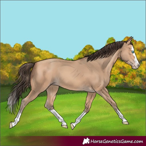 Horse Color:Amber Champagne Splash 