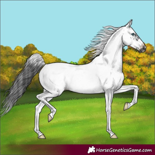 Horse Color:White Spotted Black Splash Tobiano Frame Appaloosa 