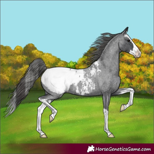 Horse Color:Blue Roan Splash Near Fewspot 