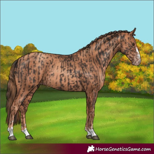 Horse Color:Liver Chestnut and Gold Champagne