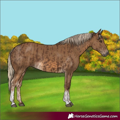 Horse Color:Liver Chestnut  and Chocolate Palomino 