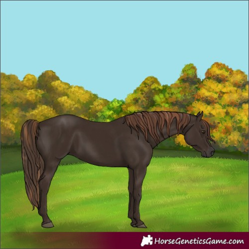Horse Color:Liver Chestnut  and Liver Chestnut 