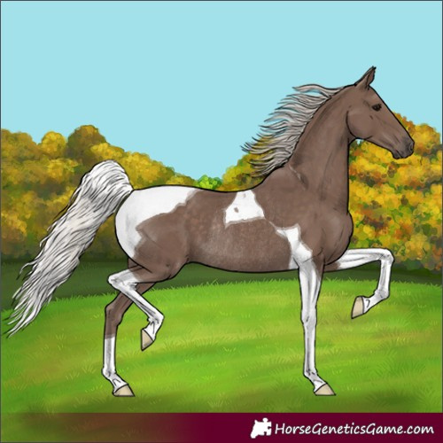Horse Color:Silver Black Tobiano Rabicano 