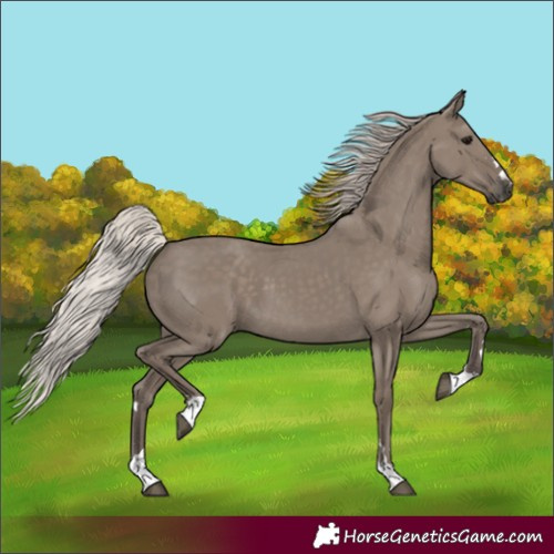 Horse Color:Silver Grullo 