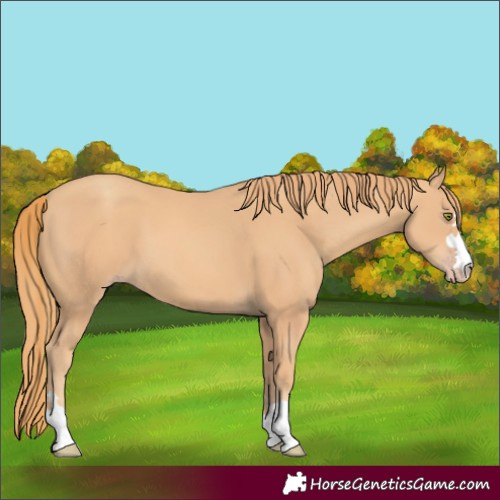 Horse Color:Gold Champagne 