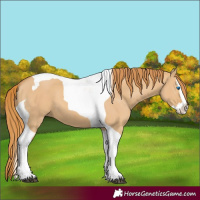 Horse Color:Red Dun Splash Tobiano 