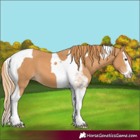 Horse Color:Chestnut Splash Tobiano