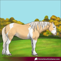 Horse Color:Palomino Splash Tobiano 