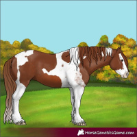 Horse Color:Chestnut Splash Tobiano