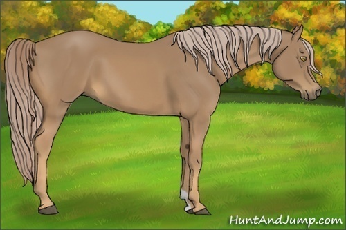 Horse Color:Palomino 