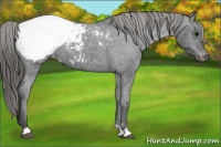 Horse Color:Smoky Black Appaloosa 