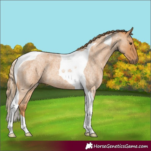 Horse Color:Red Roan Tobiano