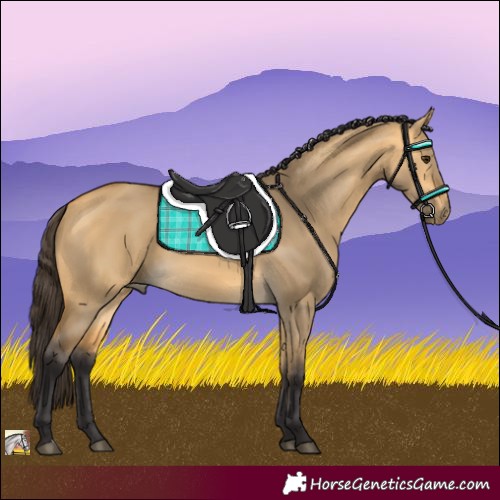 Horse Color:Buckskin Dun 