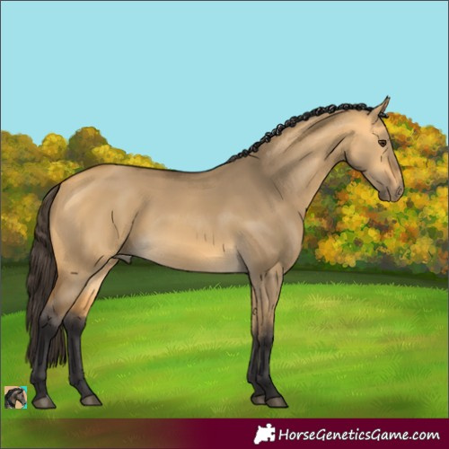 Horse Color:Buckskin Dun