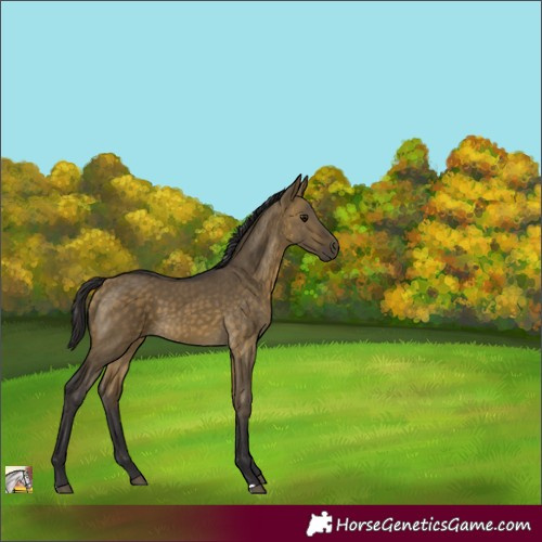 Horse Color:Buckskin Dun 