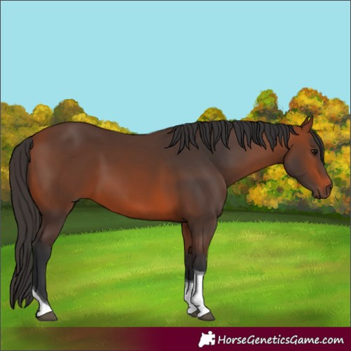 Horse Color:Bay Tobiano 