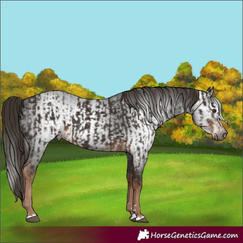 Horse Color:Liver Chestnut  and Gray Liver Chestnut 