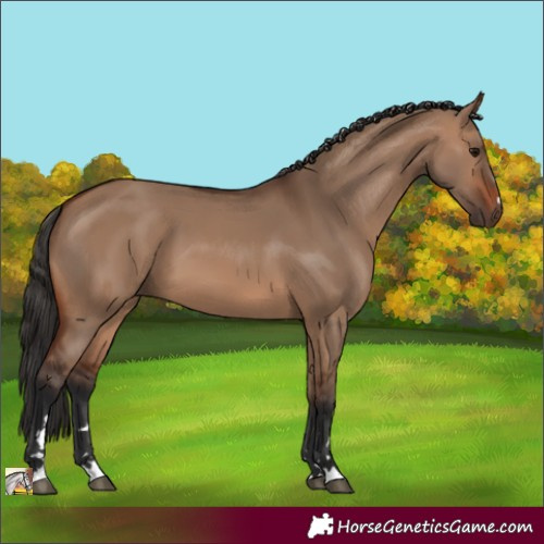 Horse Color:Brown Dun 