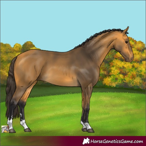 Horse Color:Buckskin 