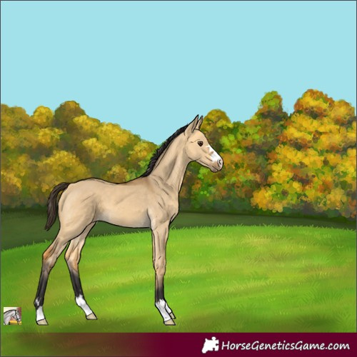 Horse Color:Buckskin Dun 
