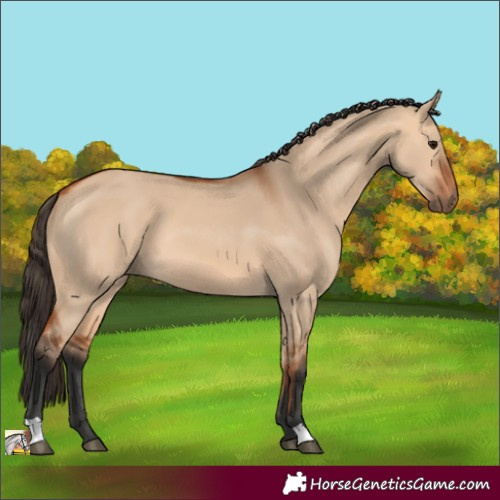 Horse Color:Bay Dun