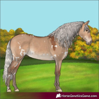 Horse Color:White Spotted Silver Bay Dun