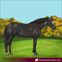 Horse Color:Liver Chestnut  and Gray Liver Chestnut 