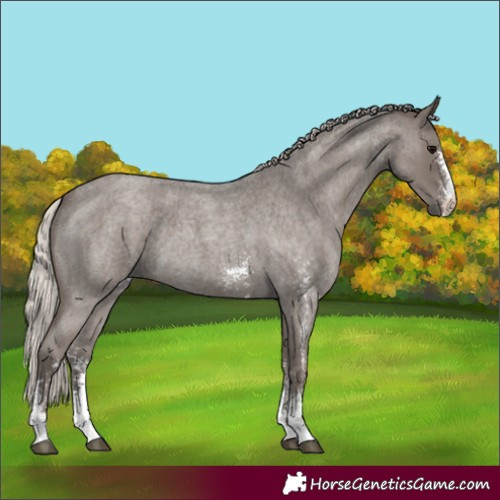 Horse Color:Silver Blue Roan Sabino
