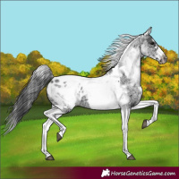 Horse Color:White Spotted Black Splash Tobiano Frame Appaloosa 