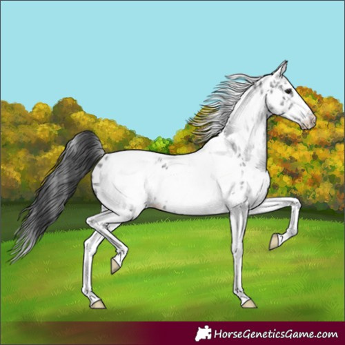 Horse Color:White Spotted Black Splash Tobiano Frame Appaloosa 