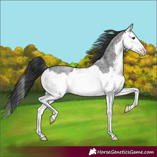 Horse Color:Blue Roan Splash 