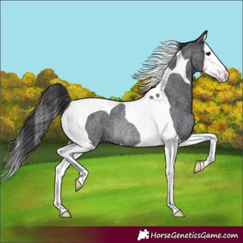 Horse Color:Blue Roan Splash Tobiano Rabicano 