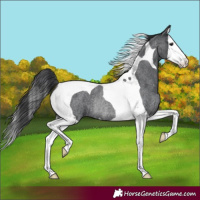 Horse Color:Blue Roan Splash Tobiano Rabicano