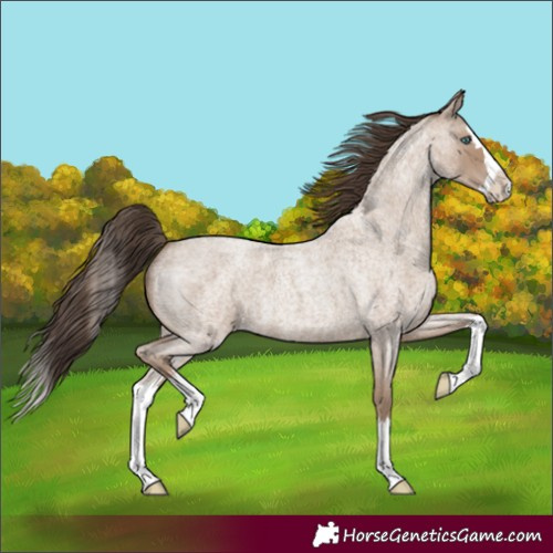 Horse Color:Classic Champagne Roan Splash 
