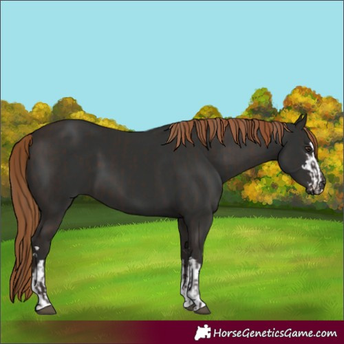 Horse Color:Liver Chestnut  and Gray Liver Chestnut 