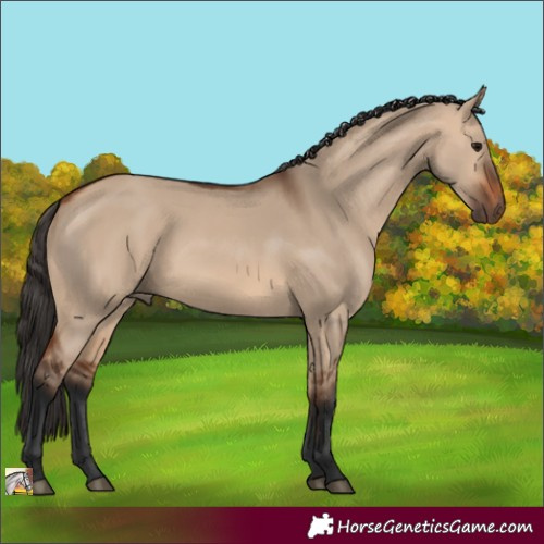 Horse Color:Bay Dun 