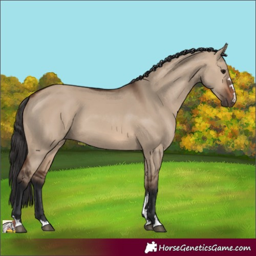 Horse Color:Brown Dun