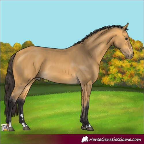 Horse Color:Buckskin 