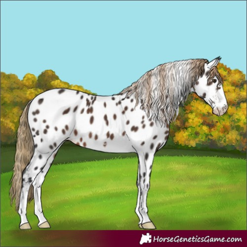 Horse Color:Liver Chestnut Appaloosa 