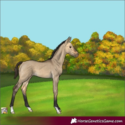 Horse Color:Buckskin Dun 